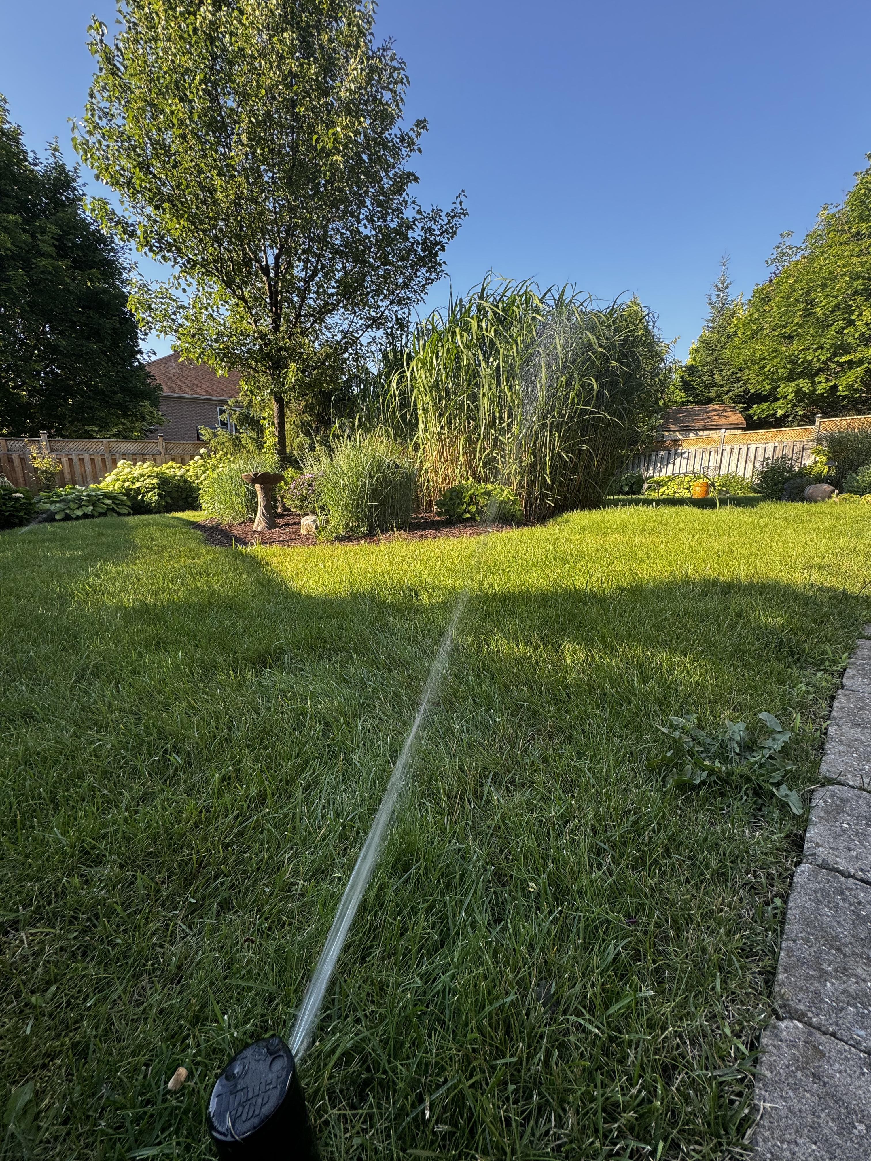 Backyard sprinkler running on a lush green lawn — what a properly-timed spring opening and fertilizer schedule actually produces