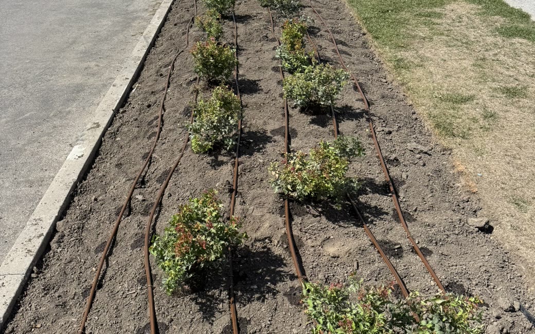 Pressure-compensating drip line installed through a planted bed by PJL Land Services