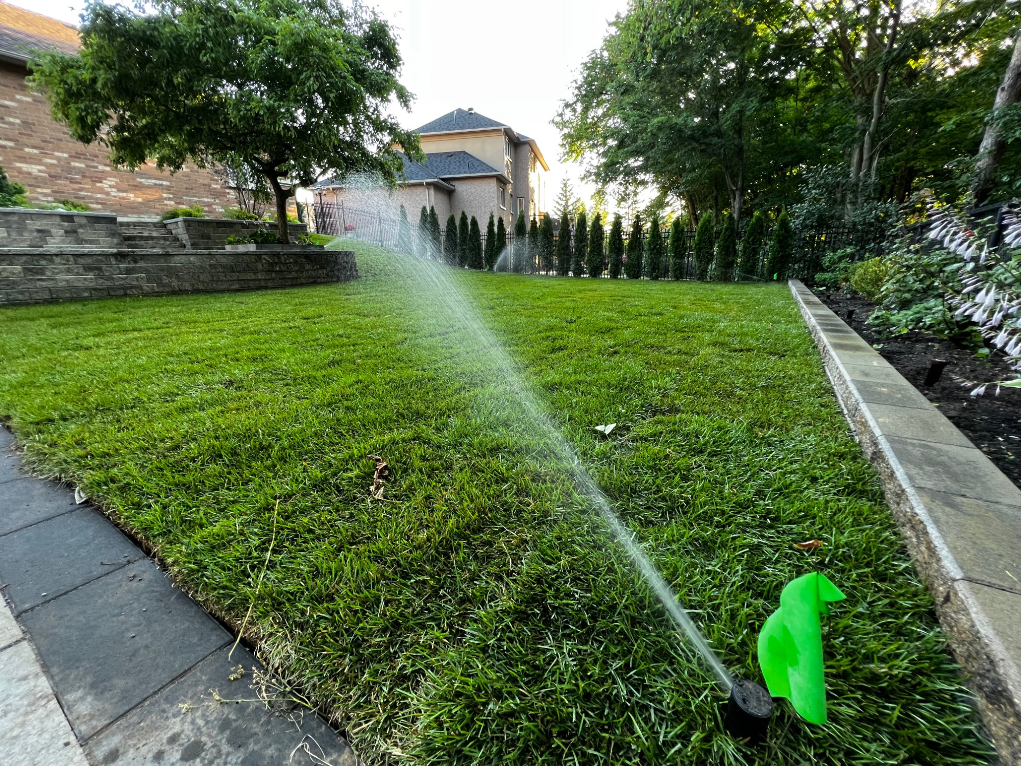 A sprinkler running on a healthy green lawn beside a retaining wall and cedar hedge