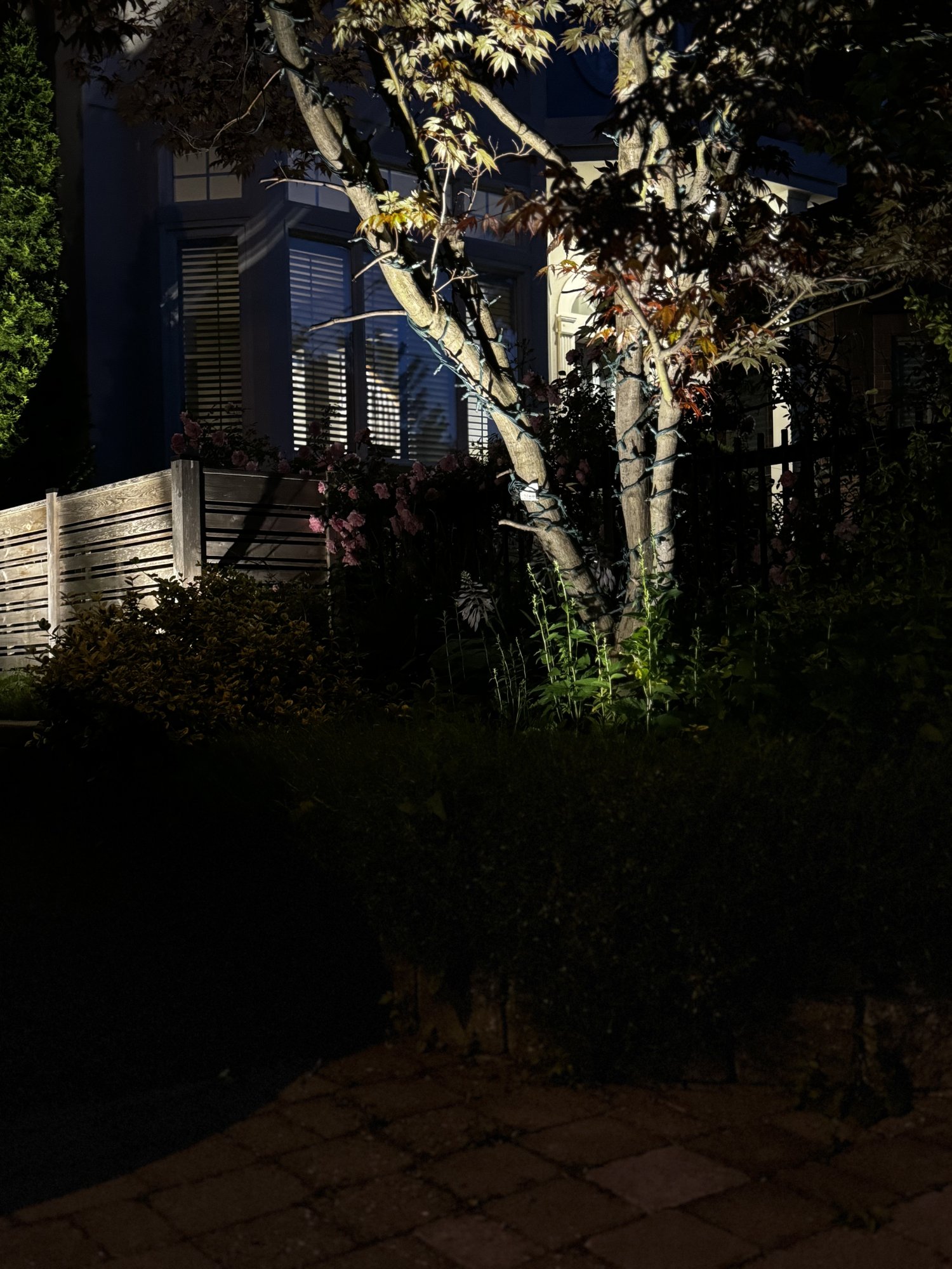 A Japanese maple uplit from below at night, with the house and garden behind