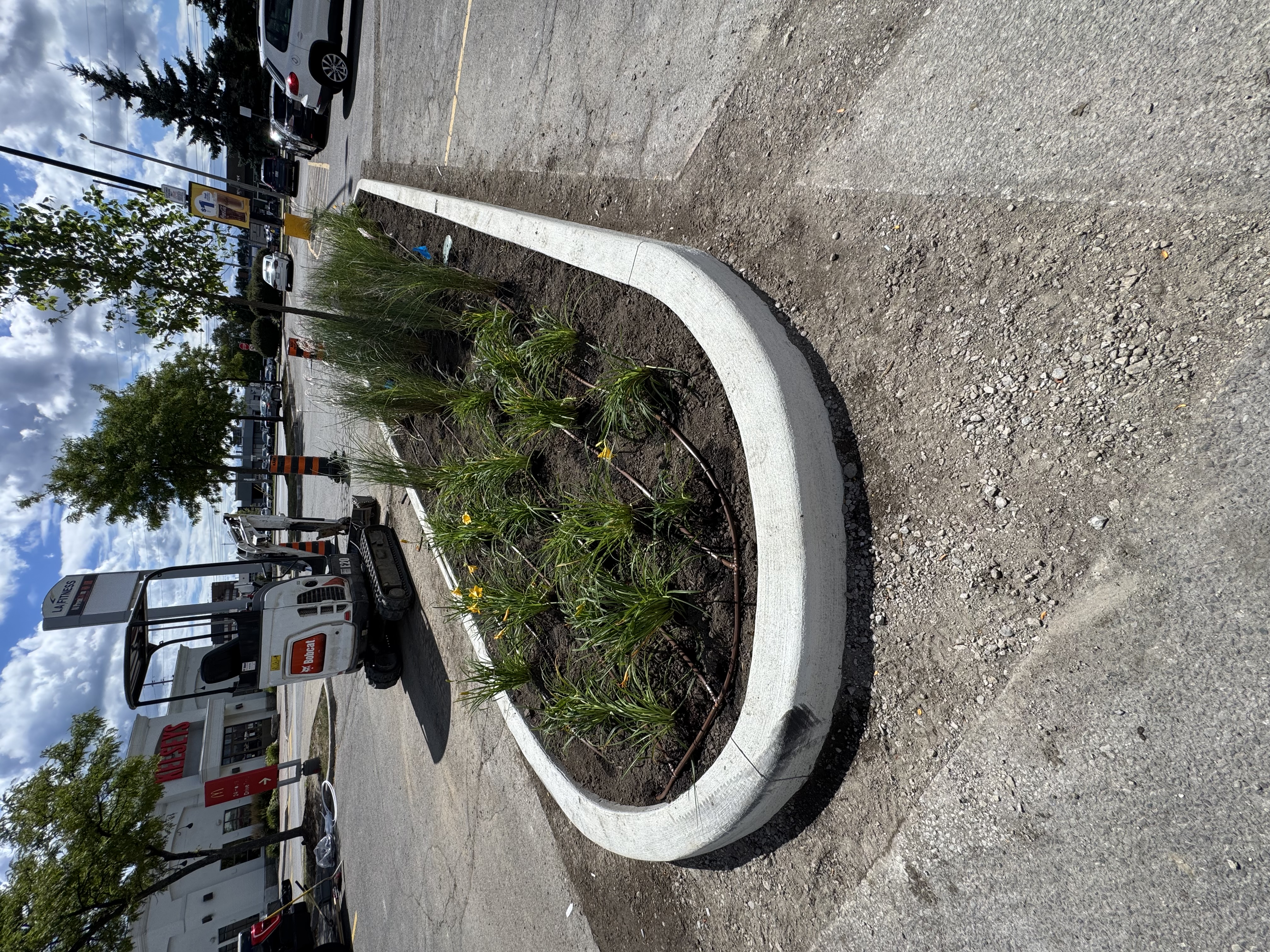 Drip line installed in a commercial parking-lot planter island — daylilies and ornamental grasses with the dripline visible threading through fresh soil