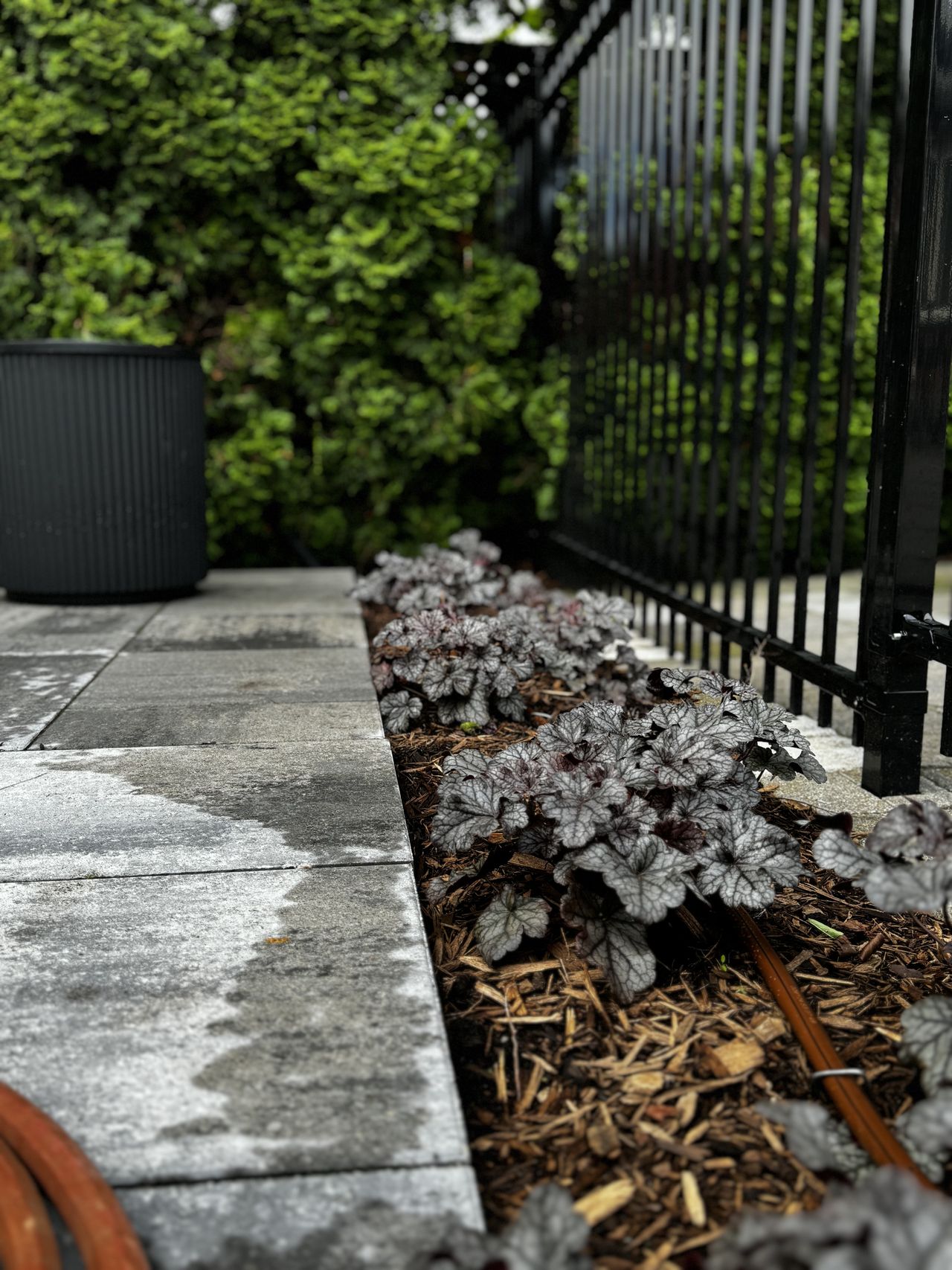 Rain Bird XF dripline installed in a Newmarket garden bed, secured with galvanized staples on-grade before mulch is replaced