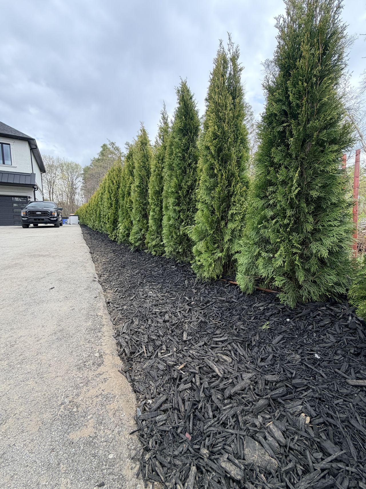 Drip irrigation zone serving a cedar hedge in Aurora — Rain Bird XF dripline laid on-grade beneath fresh cedar mulch