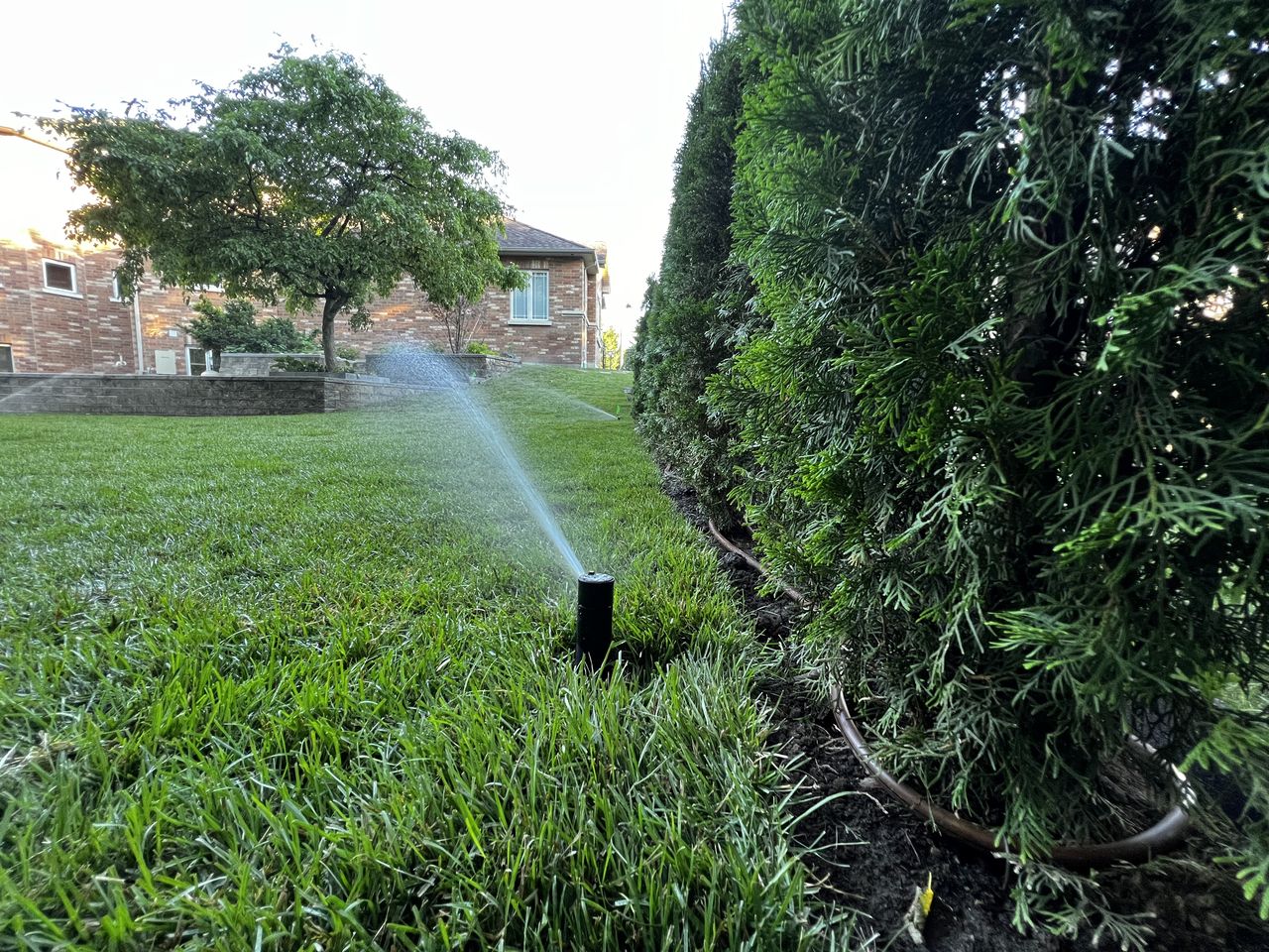 Garden bed converted from spray heads to drip irrigation, King City