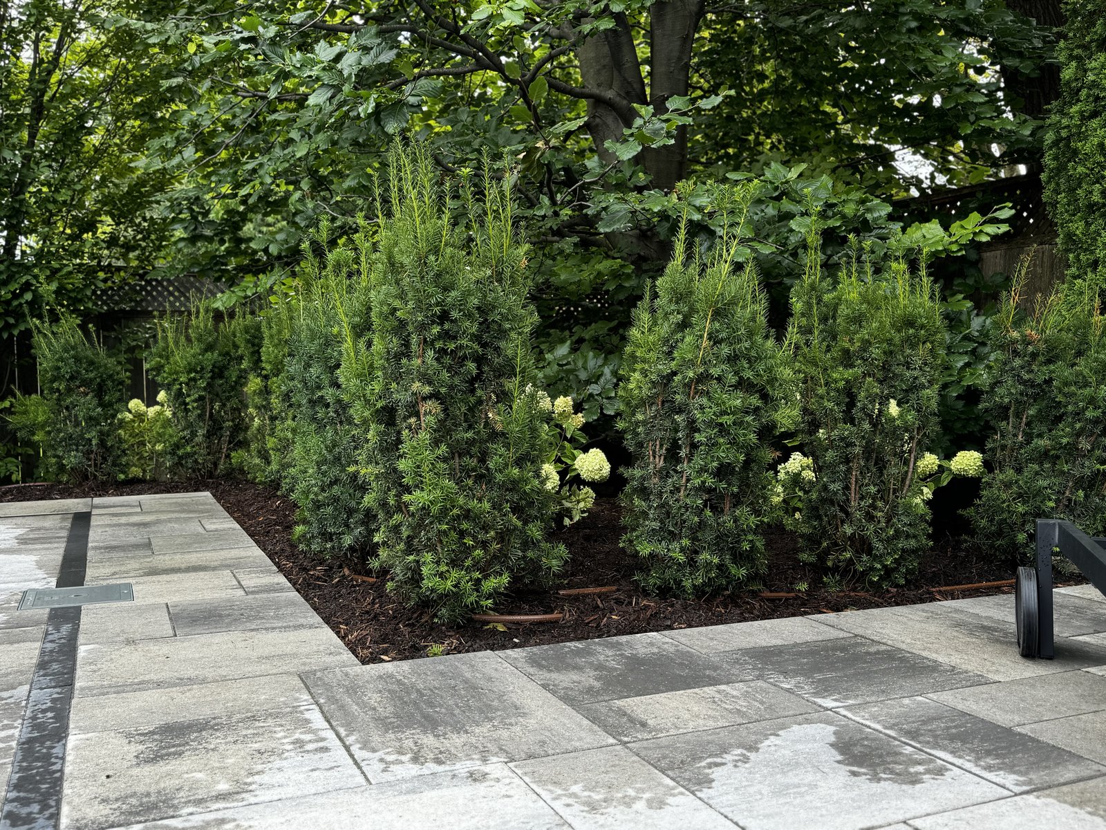 Rain Bird XFDE dripline with pressure-compensating emitters at 12-inch spacing — installed by PJL Land Services in the GTA